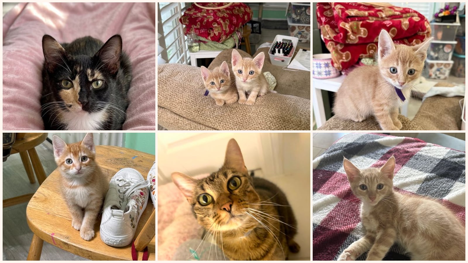 Cats up for adoption near Richmond, TX