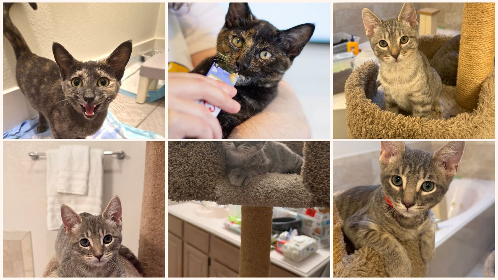 Cats up for adoption near Rowlett, TX