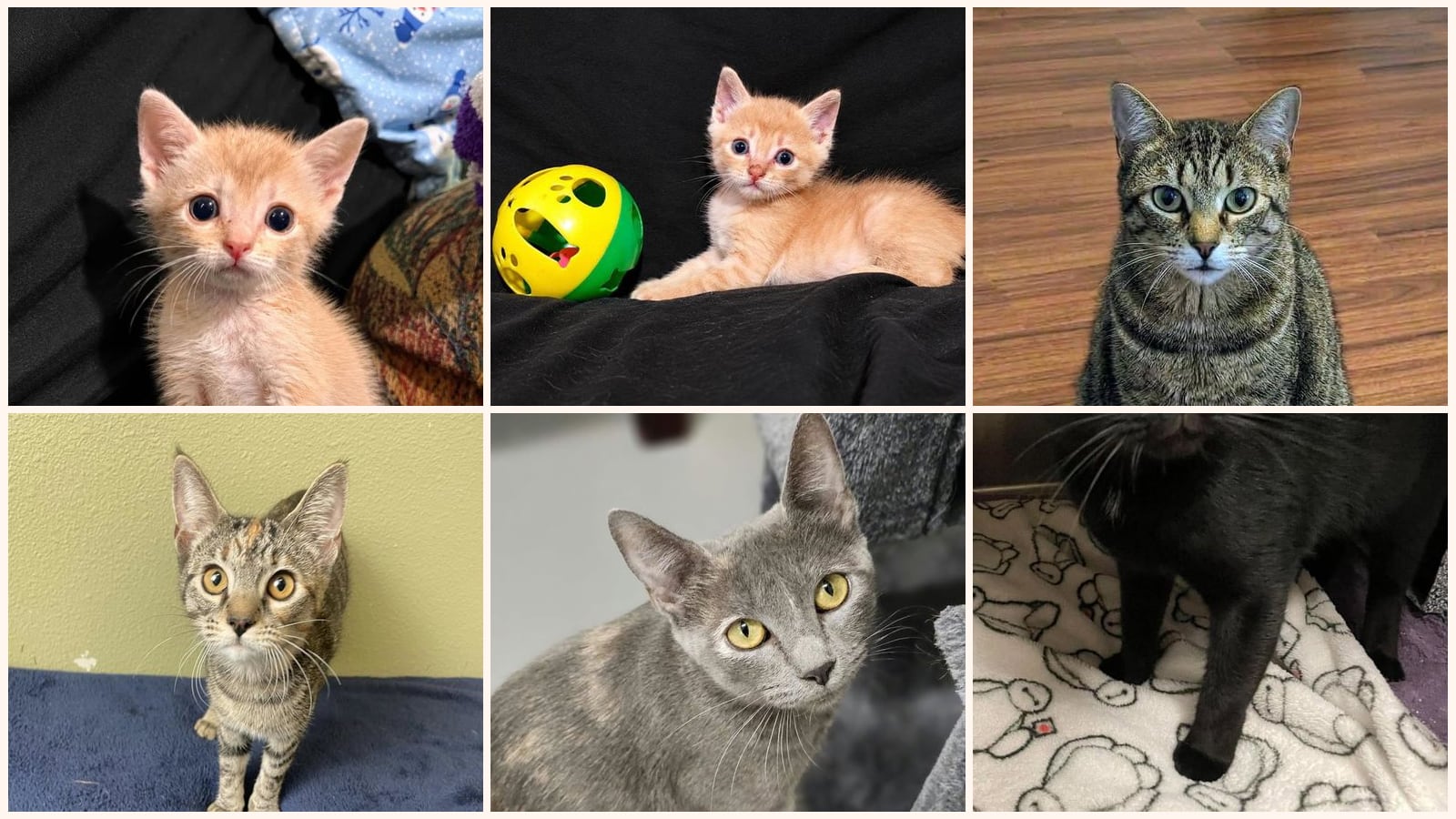 Cats up for adoption near Royse City, TX