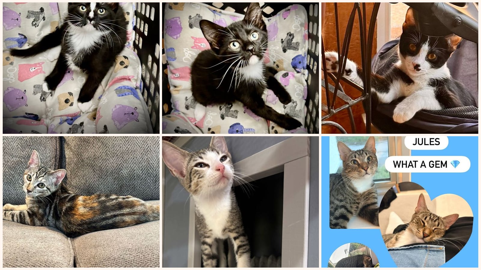 Cats up for adoption near Saginaw, TX