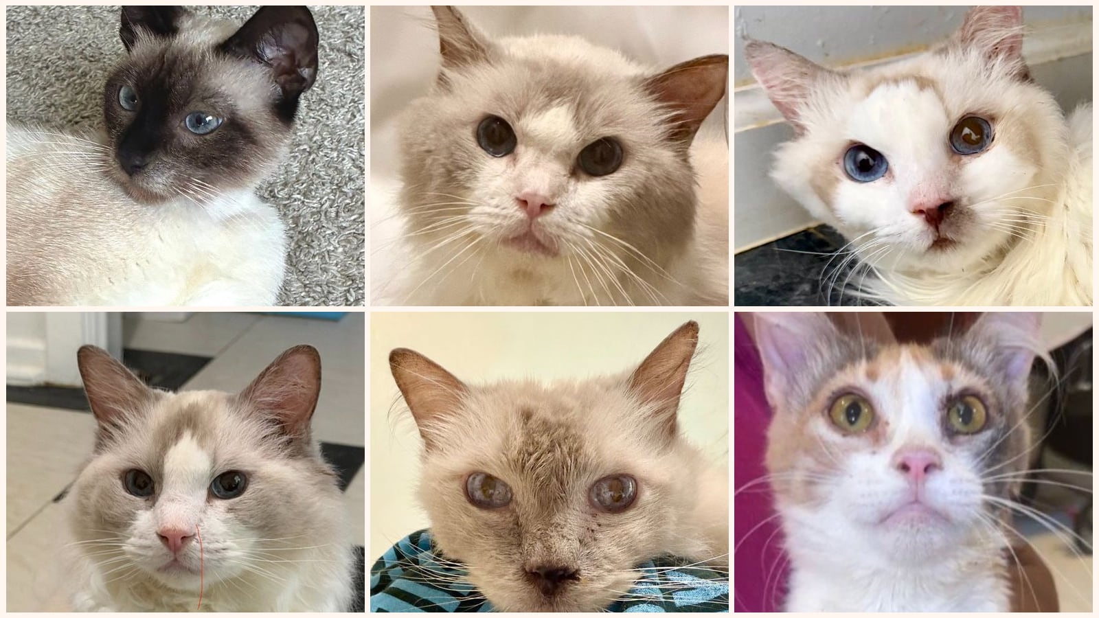 Cats up for adoption near San Marcos, TX