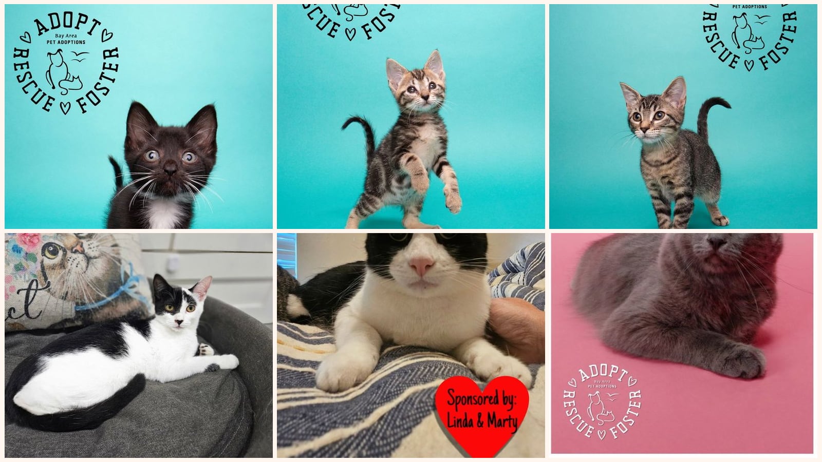 Cats up for adoption near Santa Fe, TX