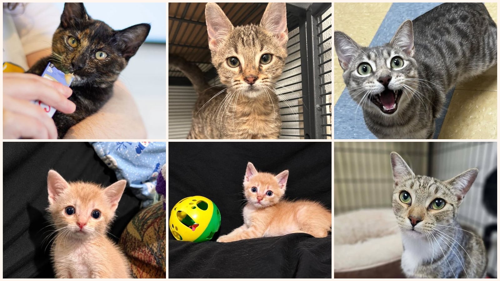Cats up for adoption near Sherman, TX