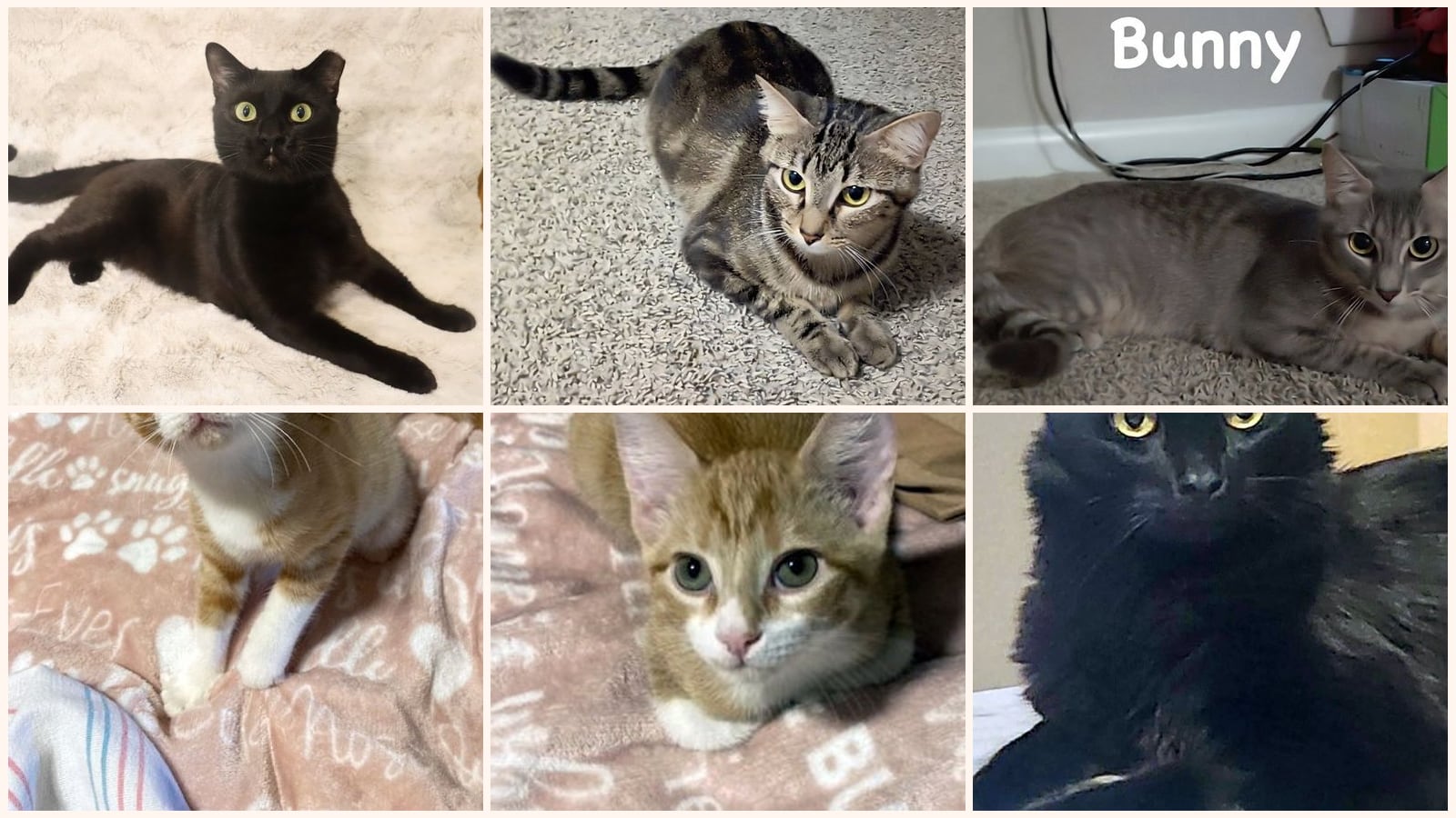 Cats up for adoption near South Houston, TX