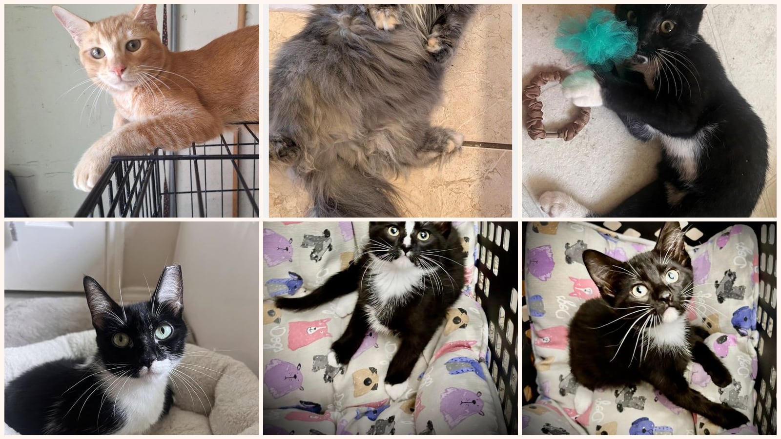 Cats up for adoption near Southlake, TX