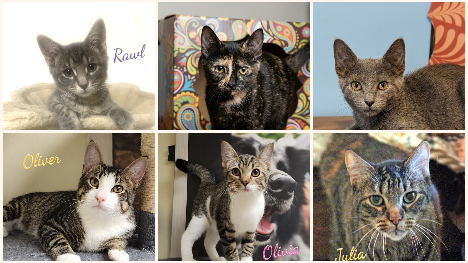 Cats up for adoption near Spring, TX