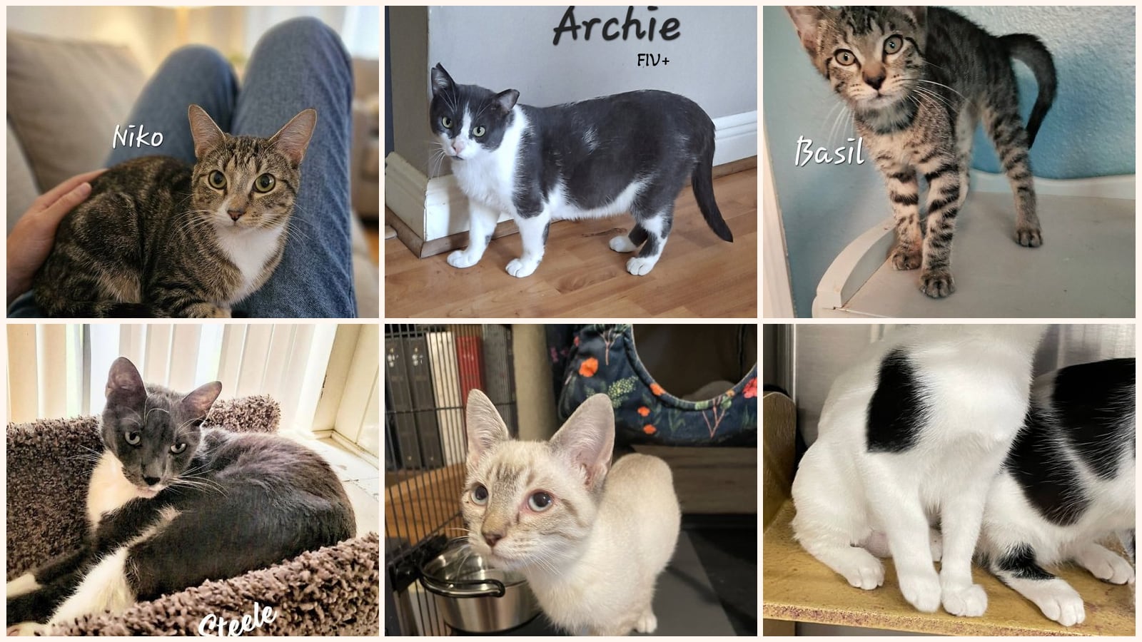 Cats up for adoption near Stafford, TX