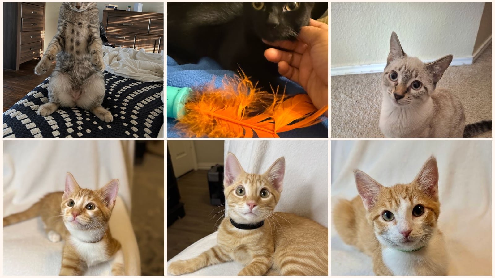 Cats up for adoption near The Colony, TX