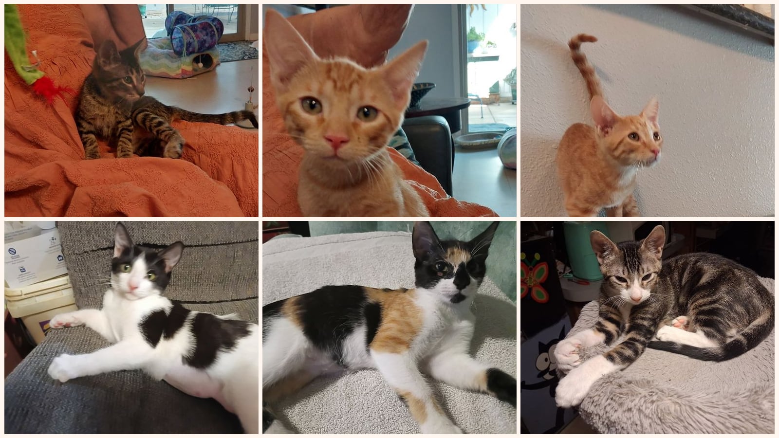Cats up for adoption near Universal City, TX