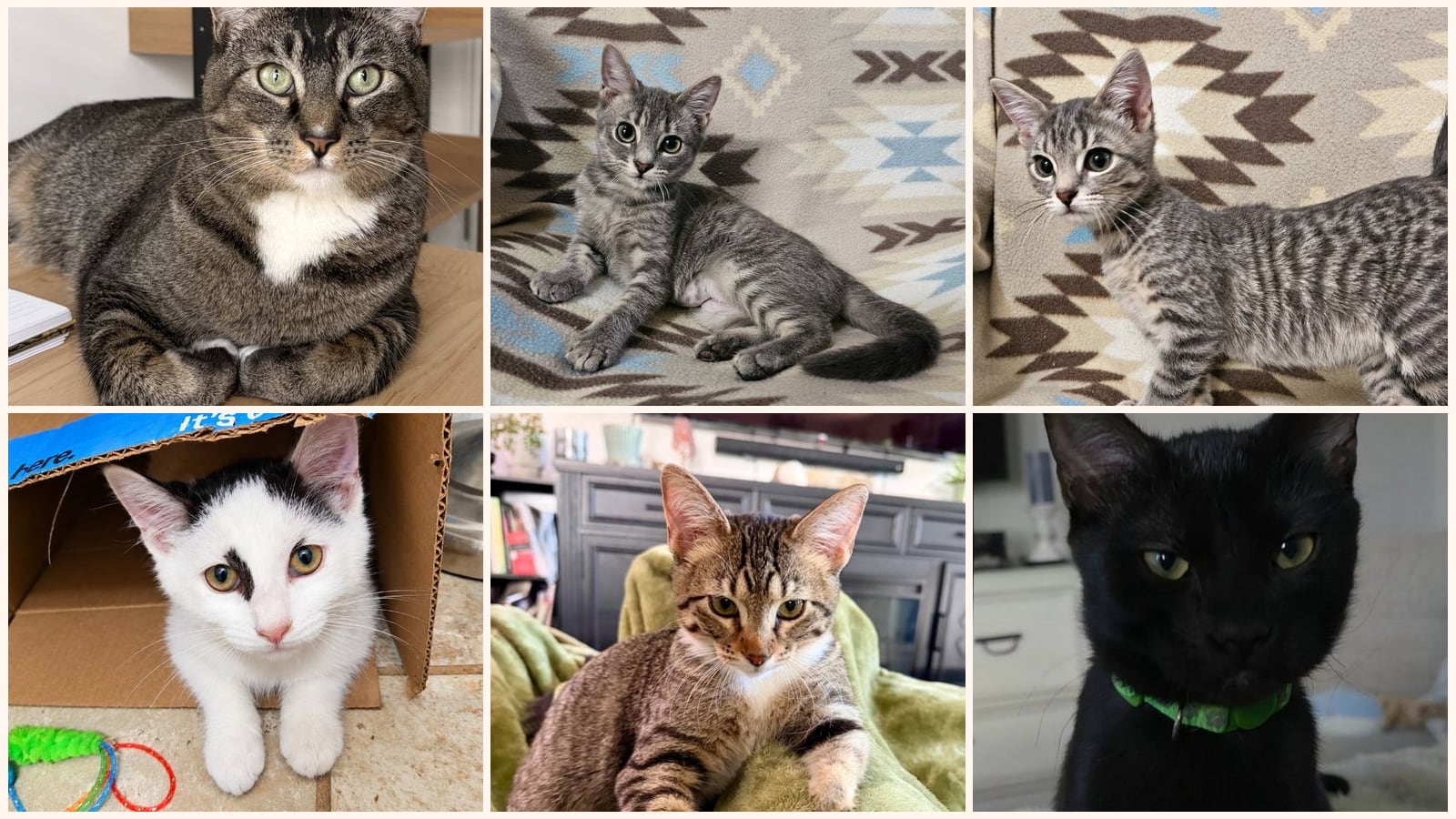 Cats up for adoption near Mapleton, UT