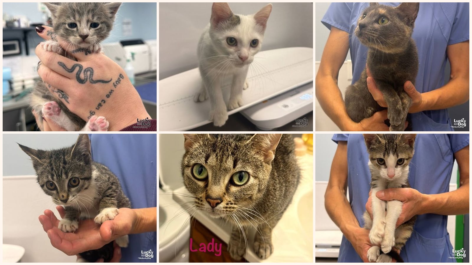 Cats up for adoption near Arlington, VA