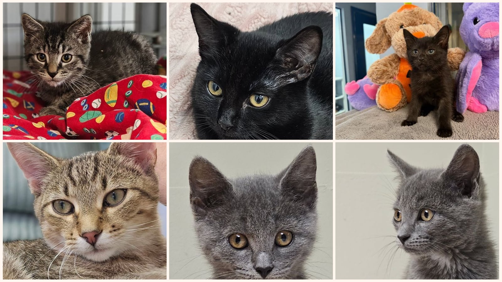 Cats up for adoption near Charlottesville, VA