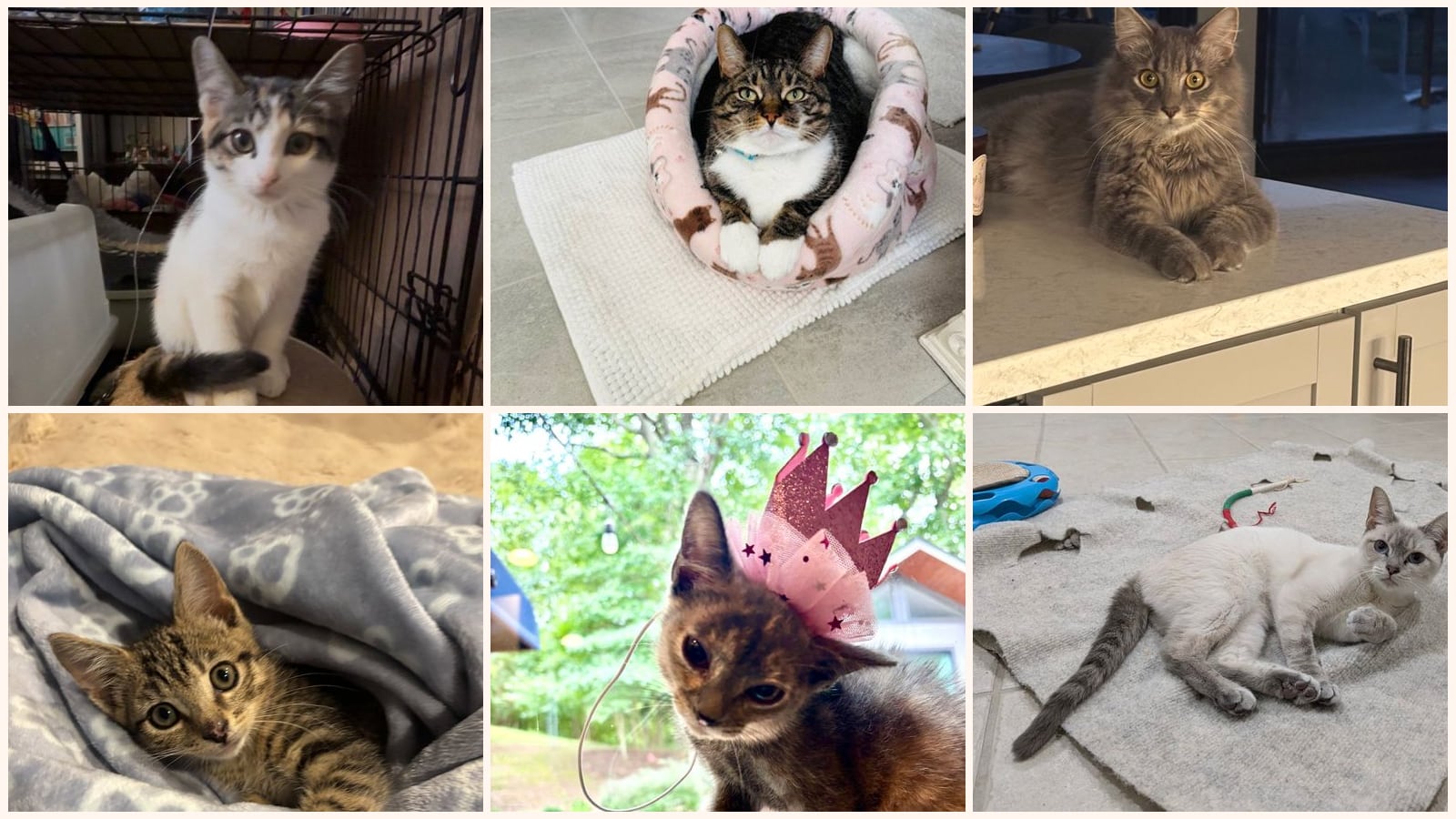 Cats up for adoption near Fredericksburg, VA