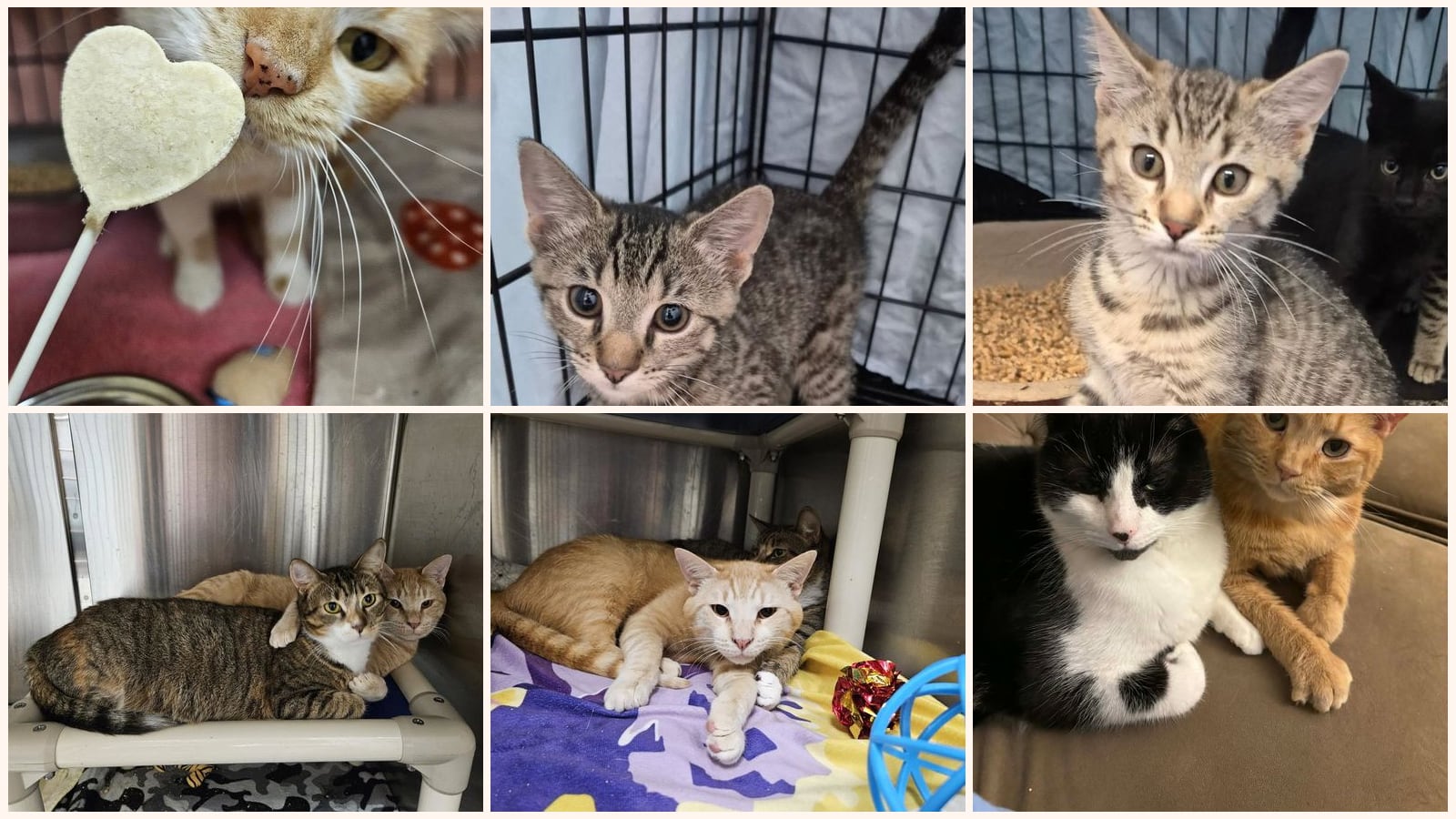 Cats up for adoption near Front Royal, VA