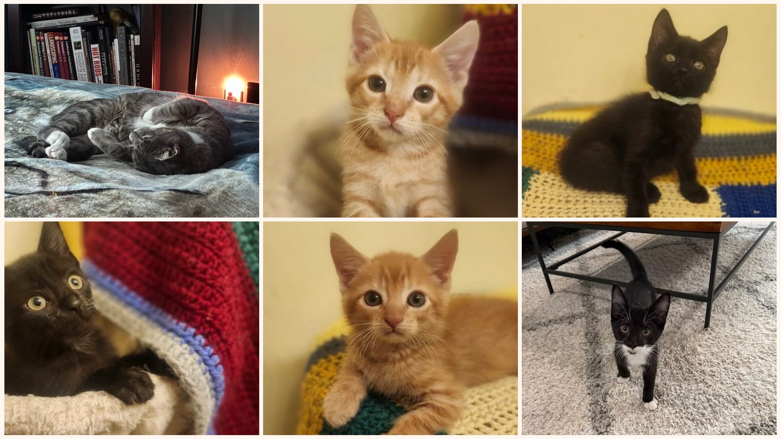 Cats up for adoption near Glen Allen, VA