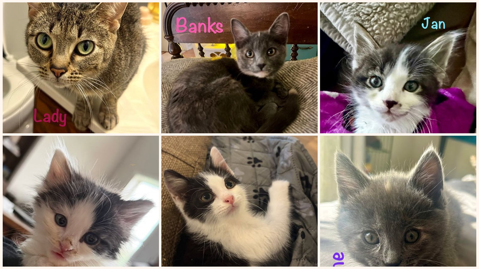 Cats up for adoption near Herndon, VA