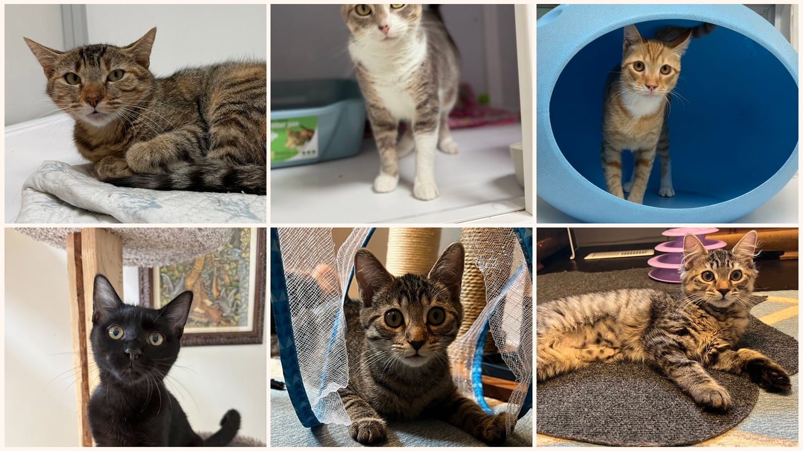 Cats up for adoption near Hybla Valley, VA
