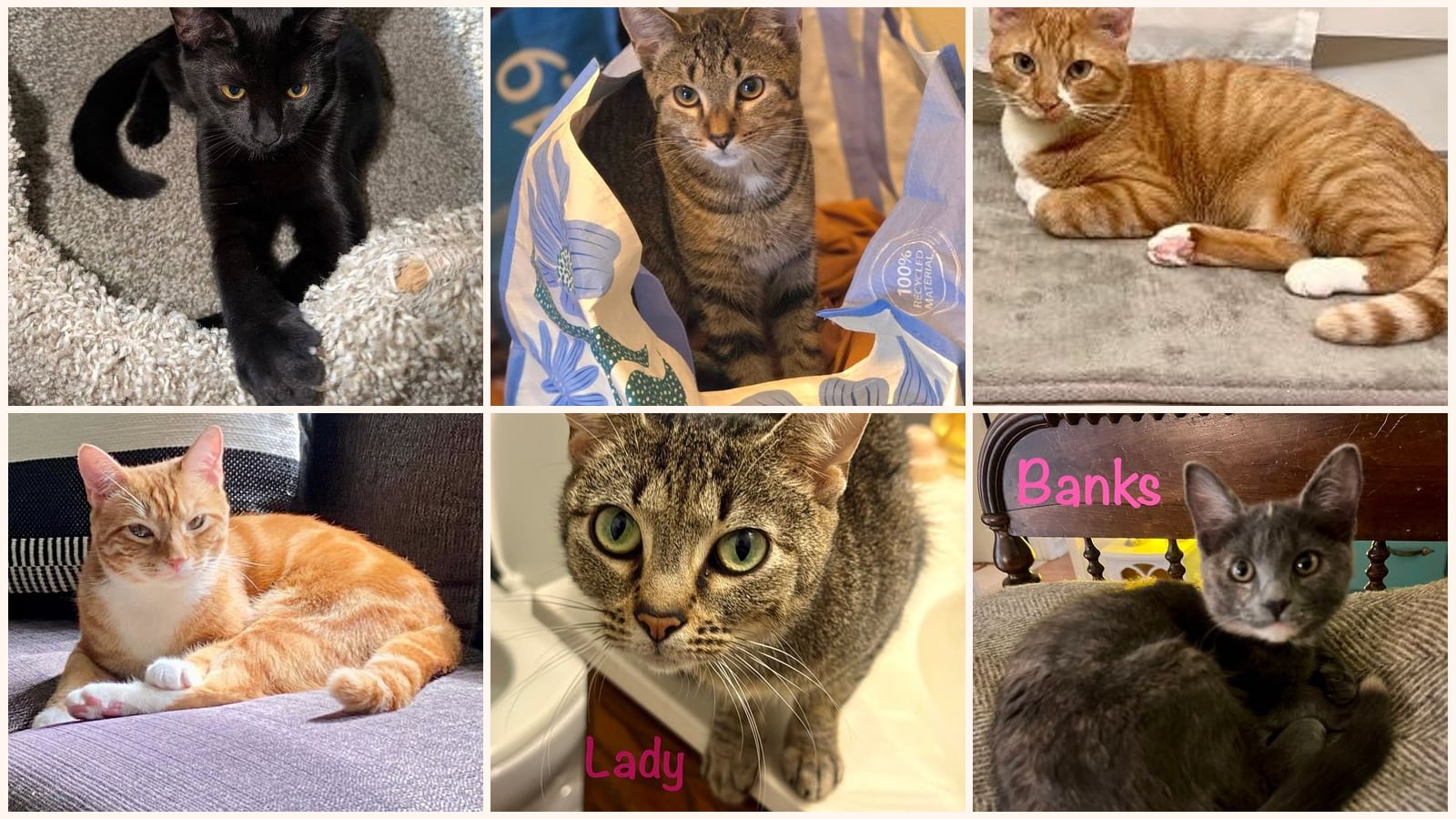 Cats up for adoption near Idylwood, VA