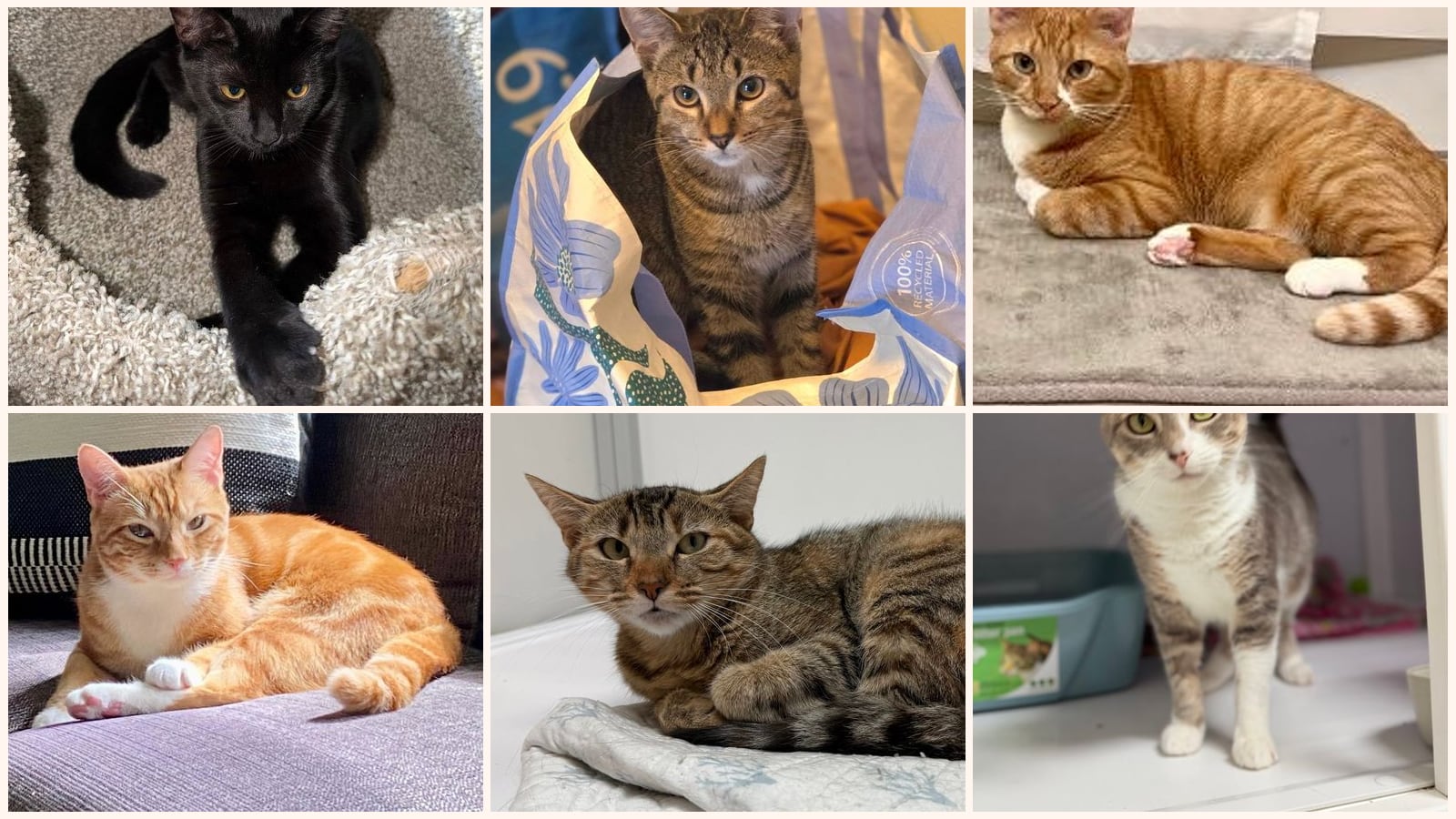 Cats up for adoption near Lincolnia, VA