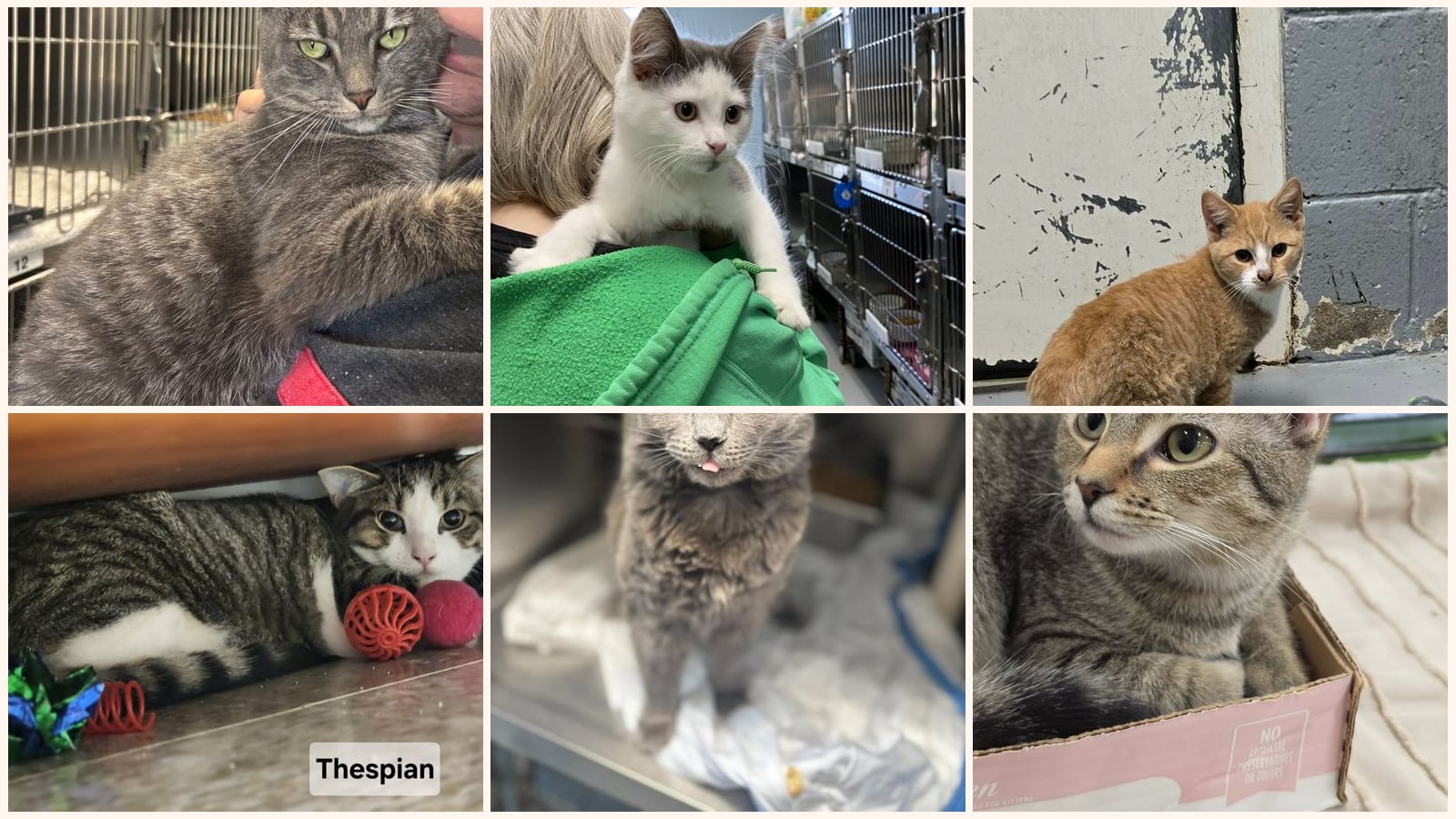 Cats up for adoption near Lynchburg, VA