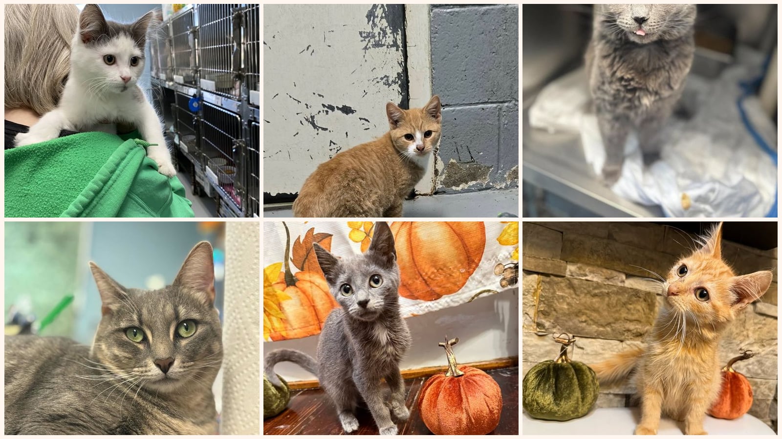 Cats up for adoption near Madison Heights, VA