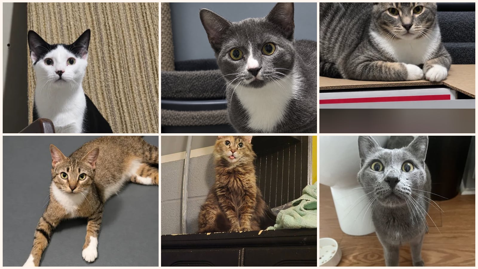 Cats up for adoption near Martinsville, VA
