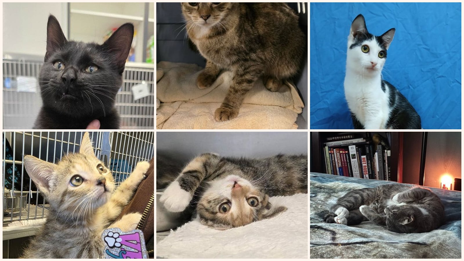 Cats up for adoption near Portsmouth, VA