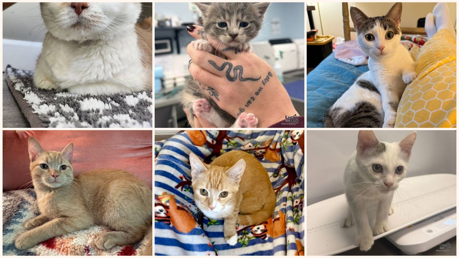 Cats up for adoption near Reston, VA