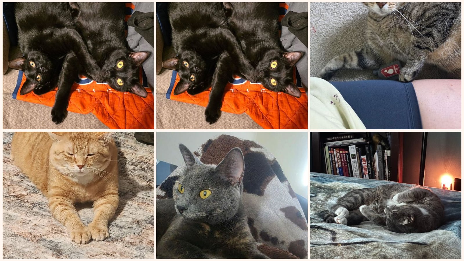 Cats up for adoption near Williamsburg, VA