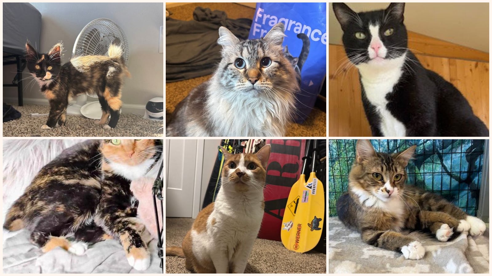 Cats up for adoption near Bothell, WA