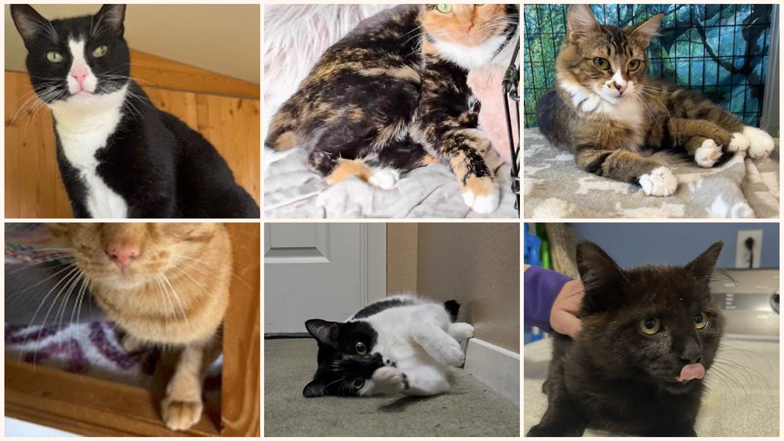 Cats up for adoption near Federal Way, WA