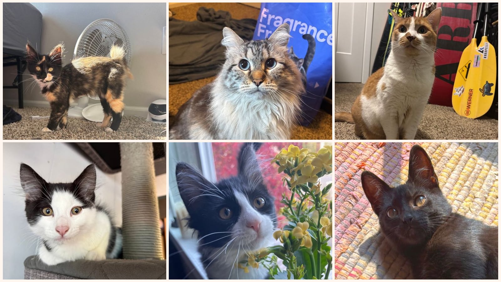 Cats up for adoption near Ferndale, WA
