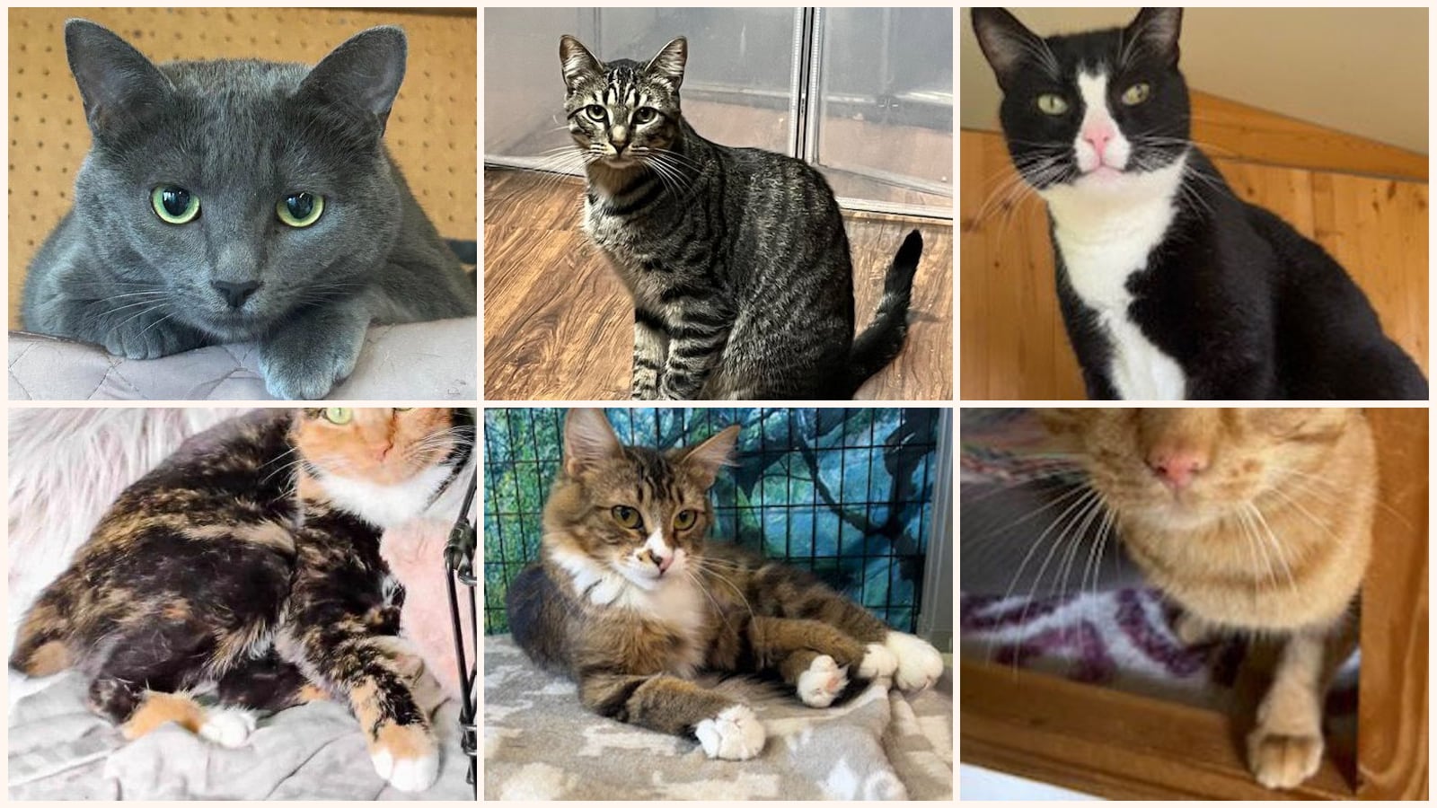 Cats up for adoption near Mount Vernon, WA