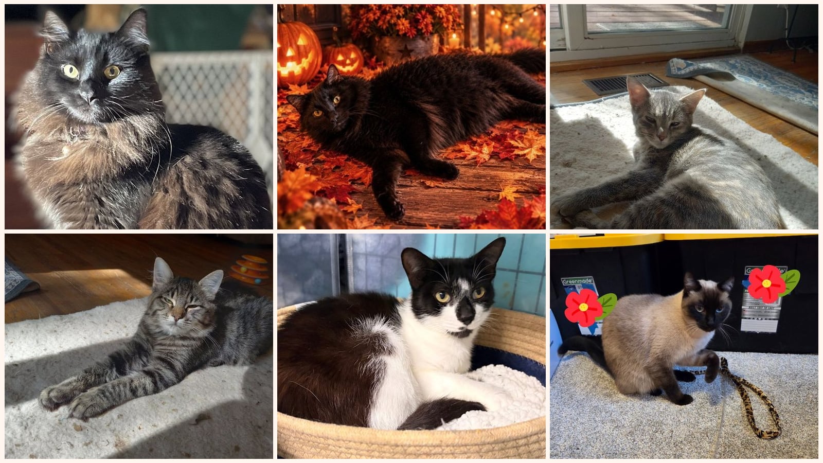 Cats up for adoption near Olympia, WA