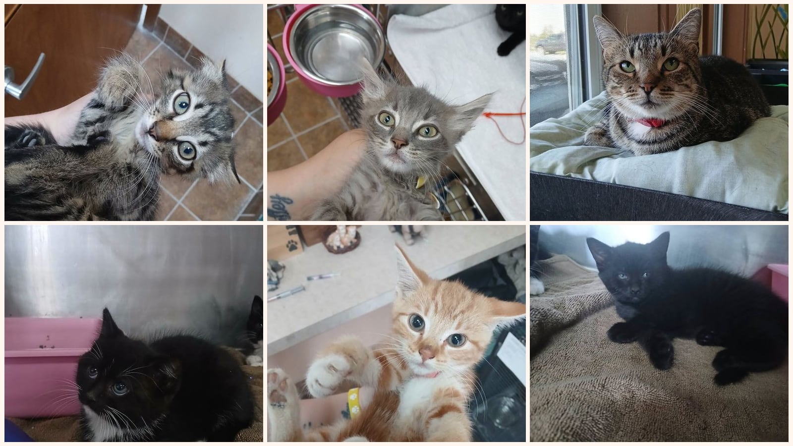 Cats up for adoption near Martinsburg, WV