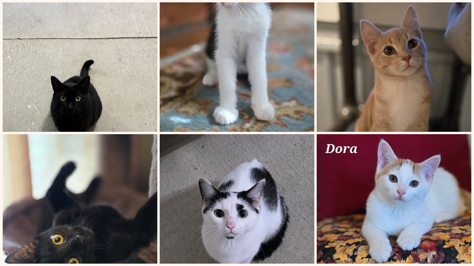 Cats up for adoption near Wheeling, WV