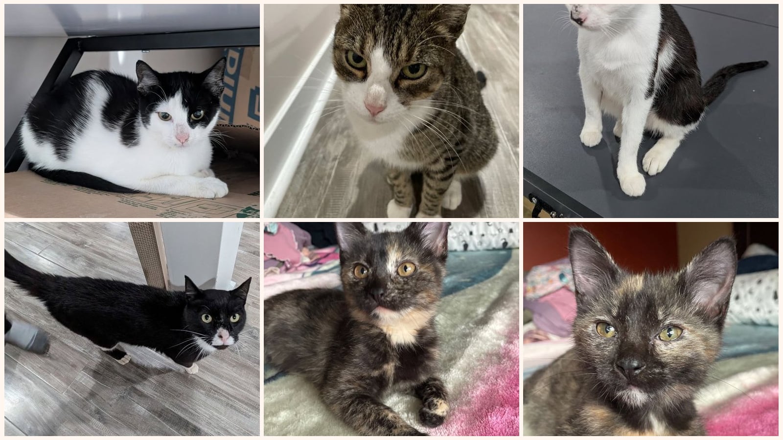 Cats up for adoption near Elkhorn, WI