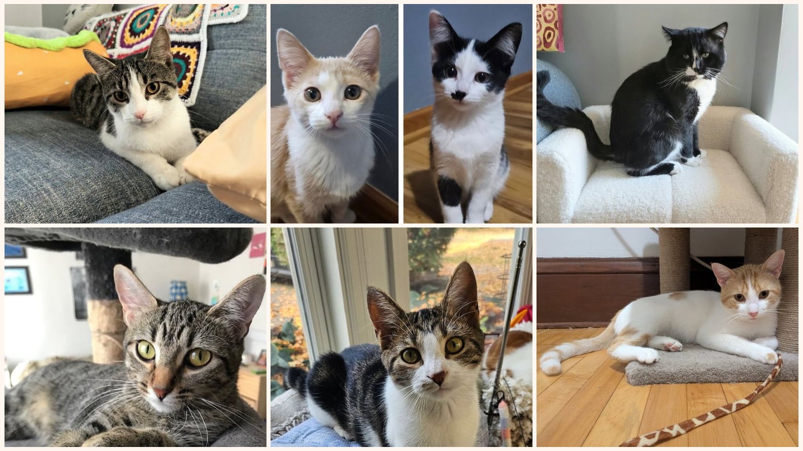 Cats up for adoption near Hudson, WI