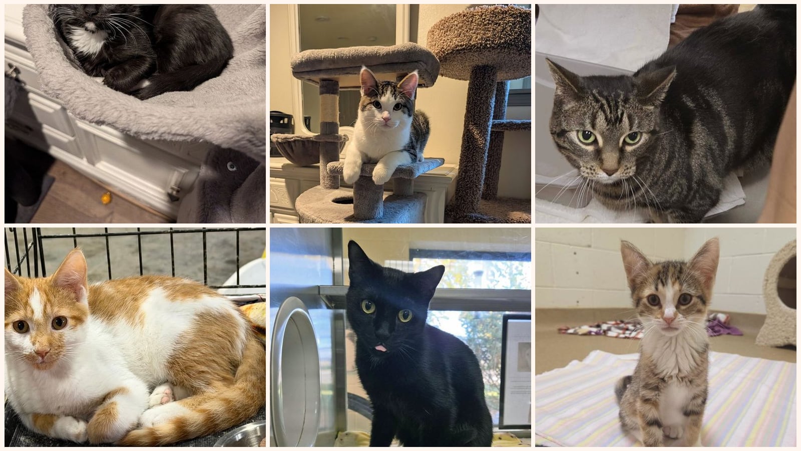 Cats up for adoption near La Crosse, WI