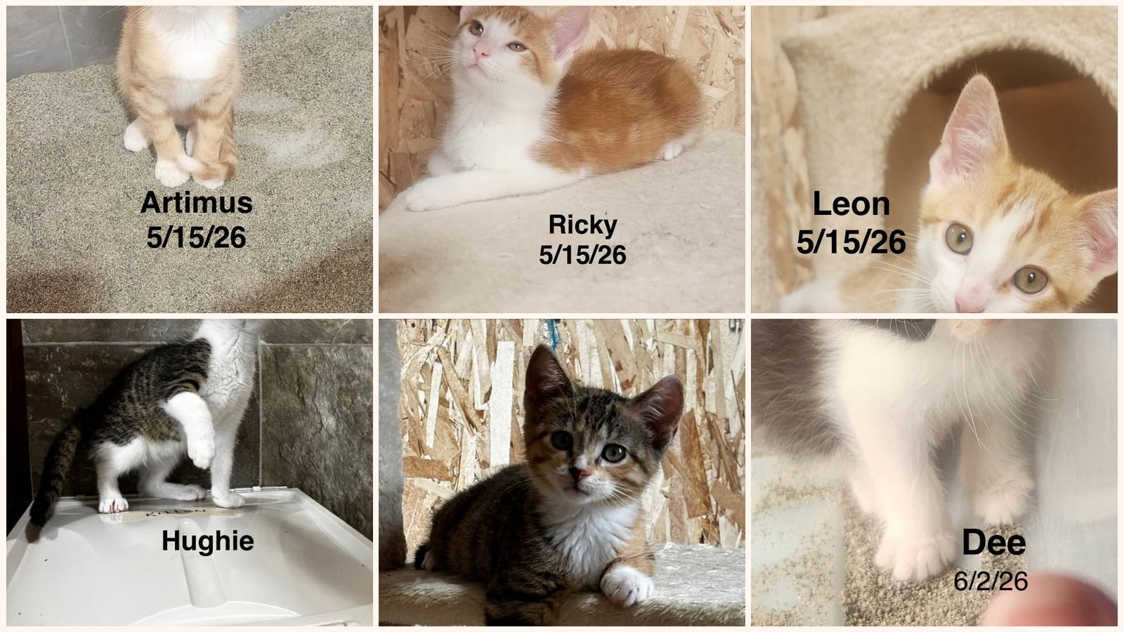 Cats up for adoption near Menasha, WI