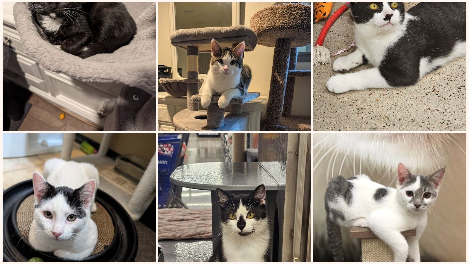 Cats up for adoption near Reedsburg, WI