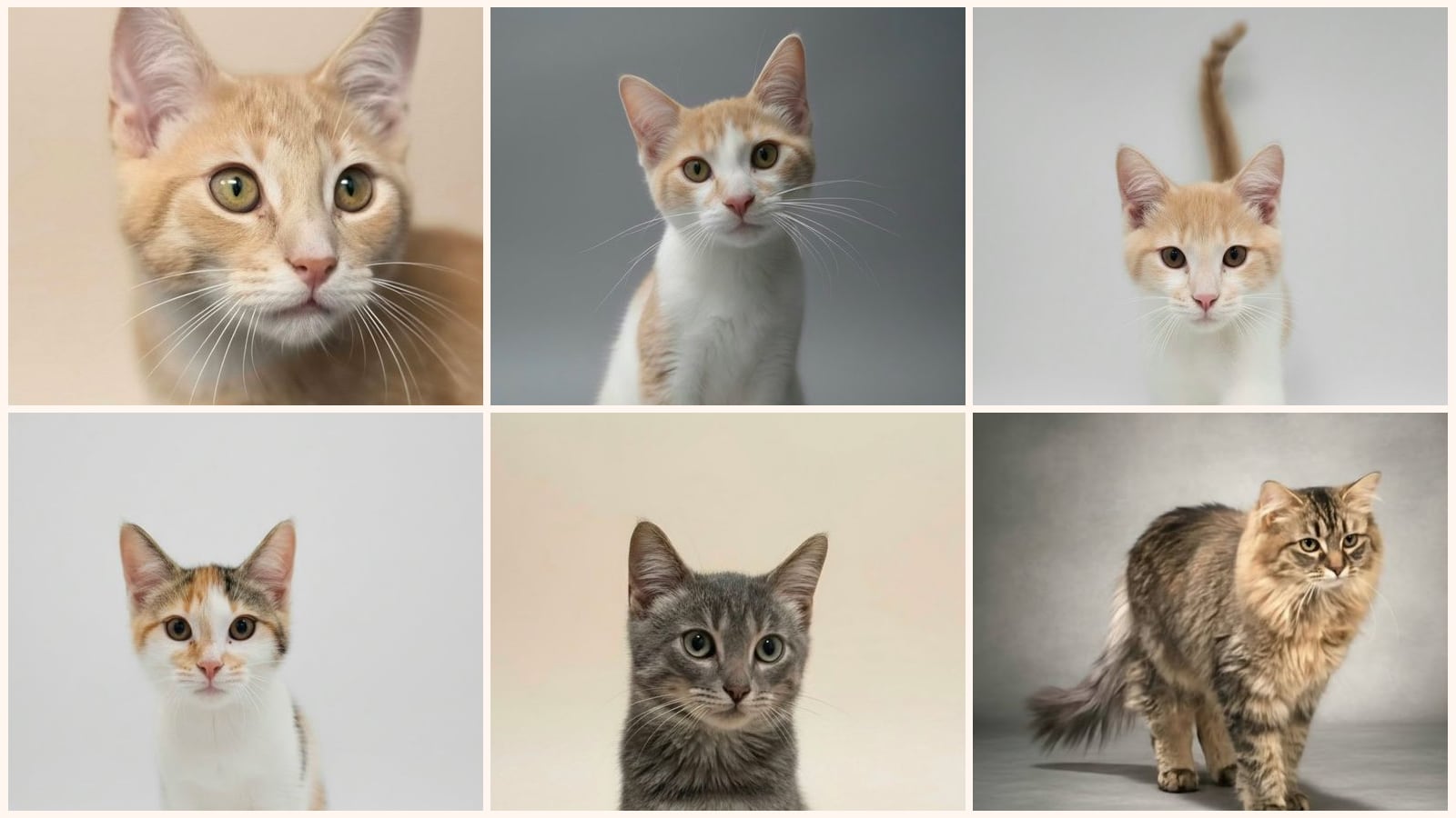 Cats up for adoption near Windsor, WI