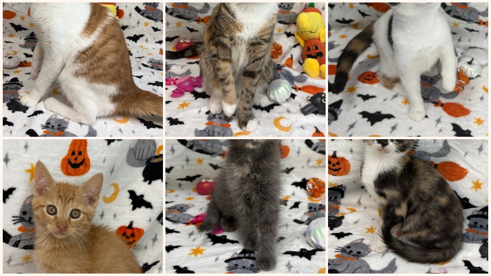 Cats up for adoption near Bullock County, AL