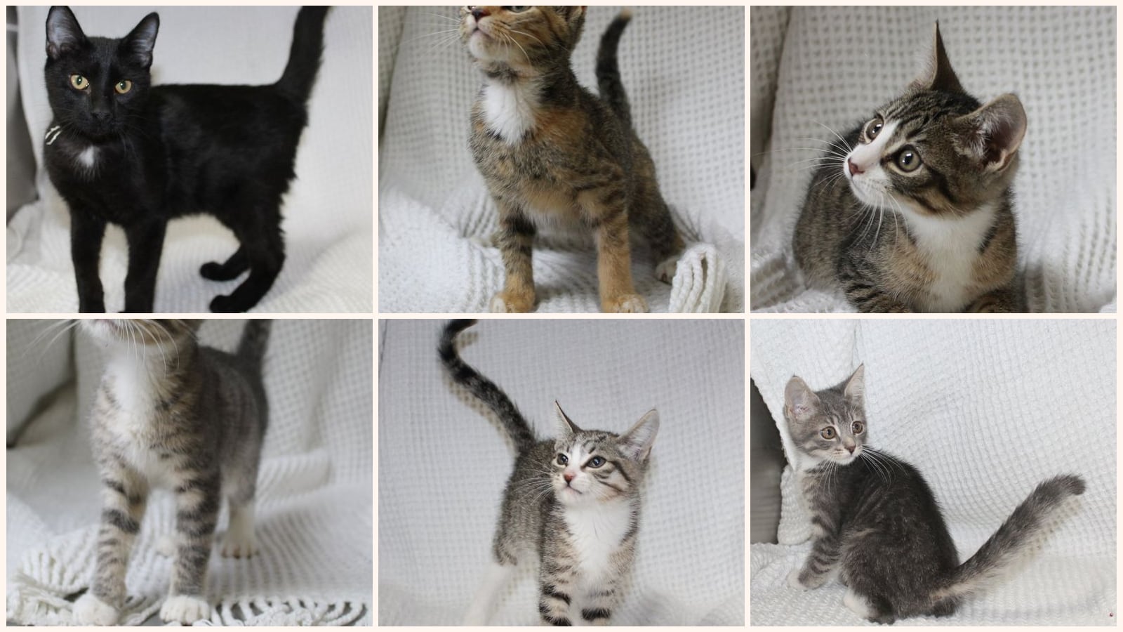 Cats up for adoption near Dallas County, AL