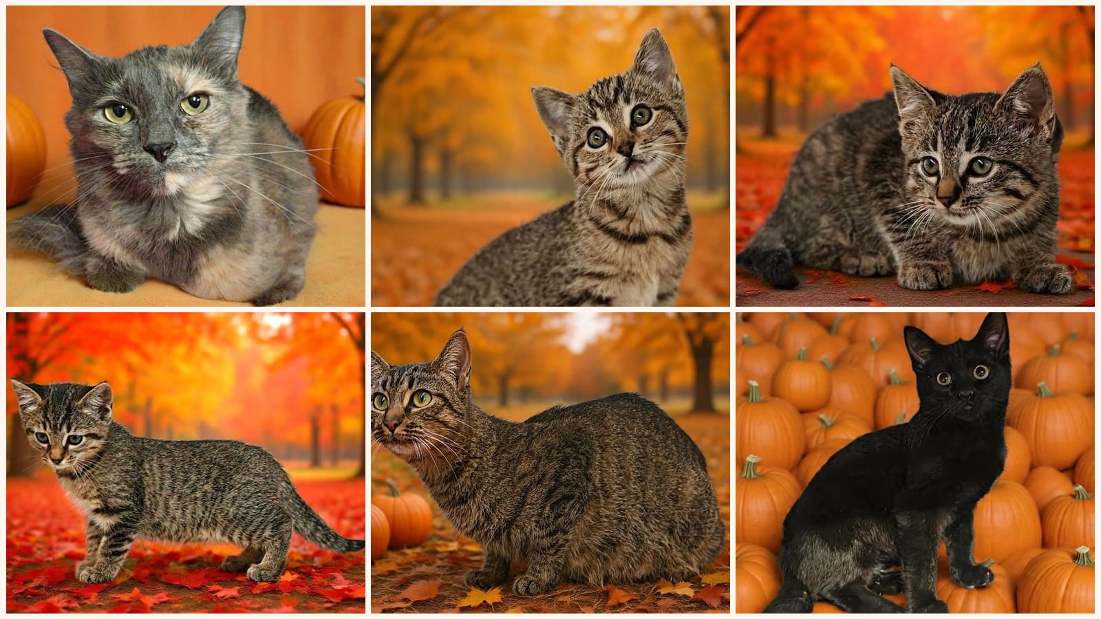 Cats up for adoption near Shelby County, AL