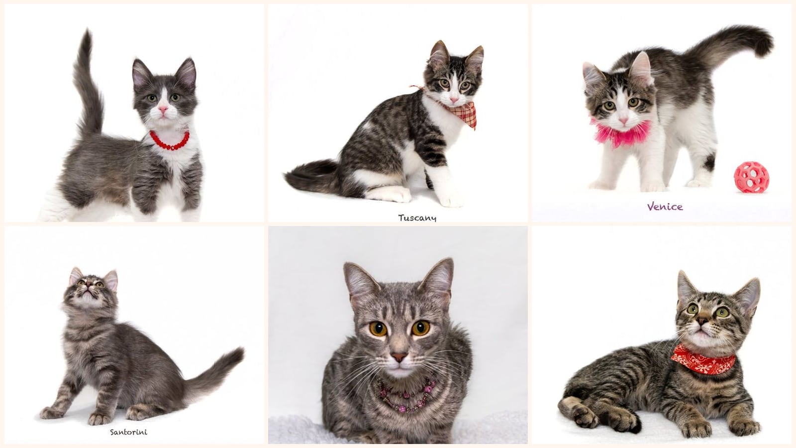 Cats up for adoption near Clark County, AR
