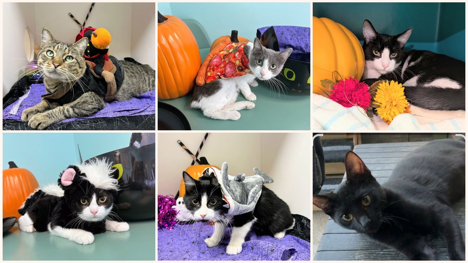 Cats up for adoption near Lonoke County, AR