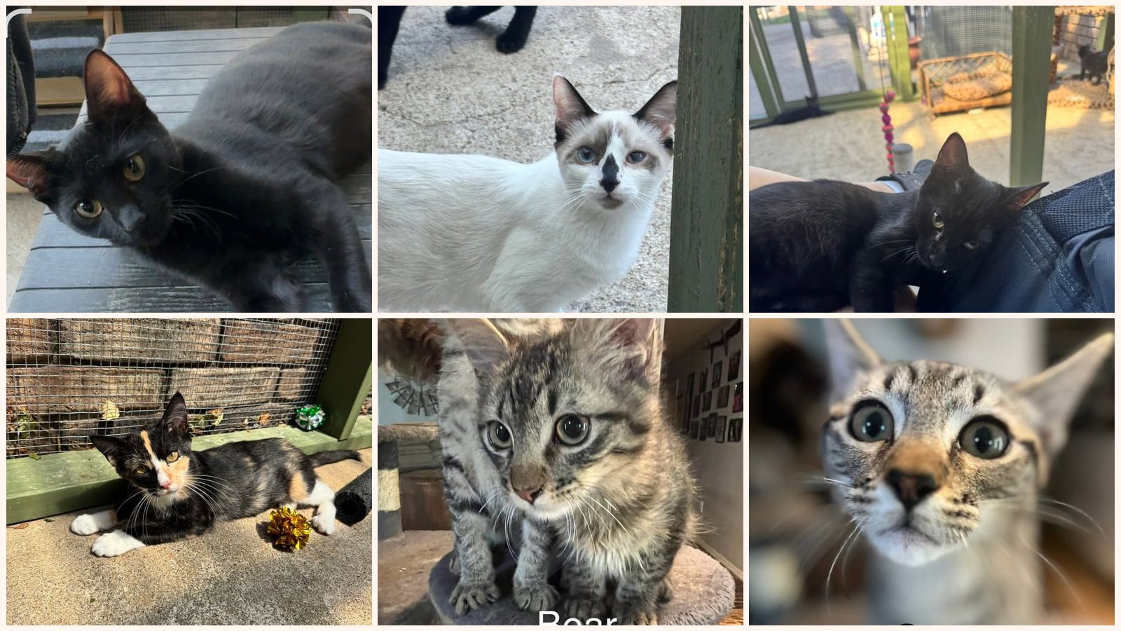Cats up for adoption near Prairie County, AR