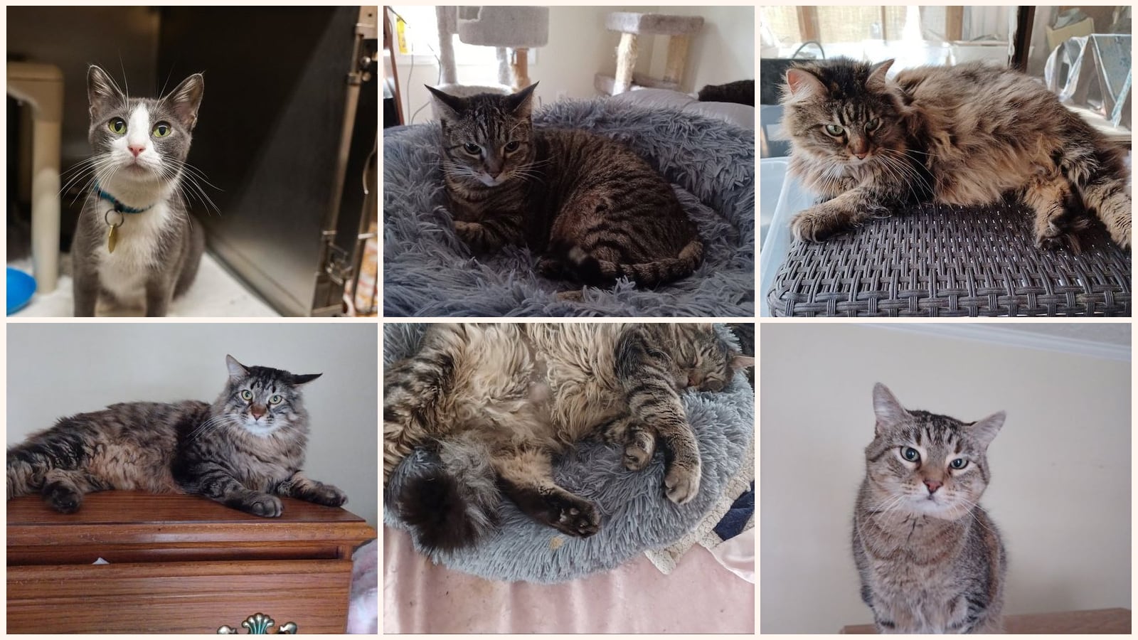 Cats up for adoption near Searcy County, AR