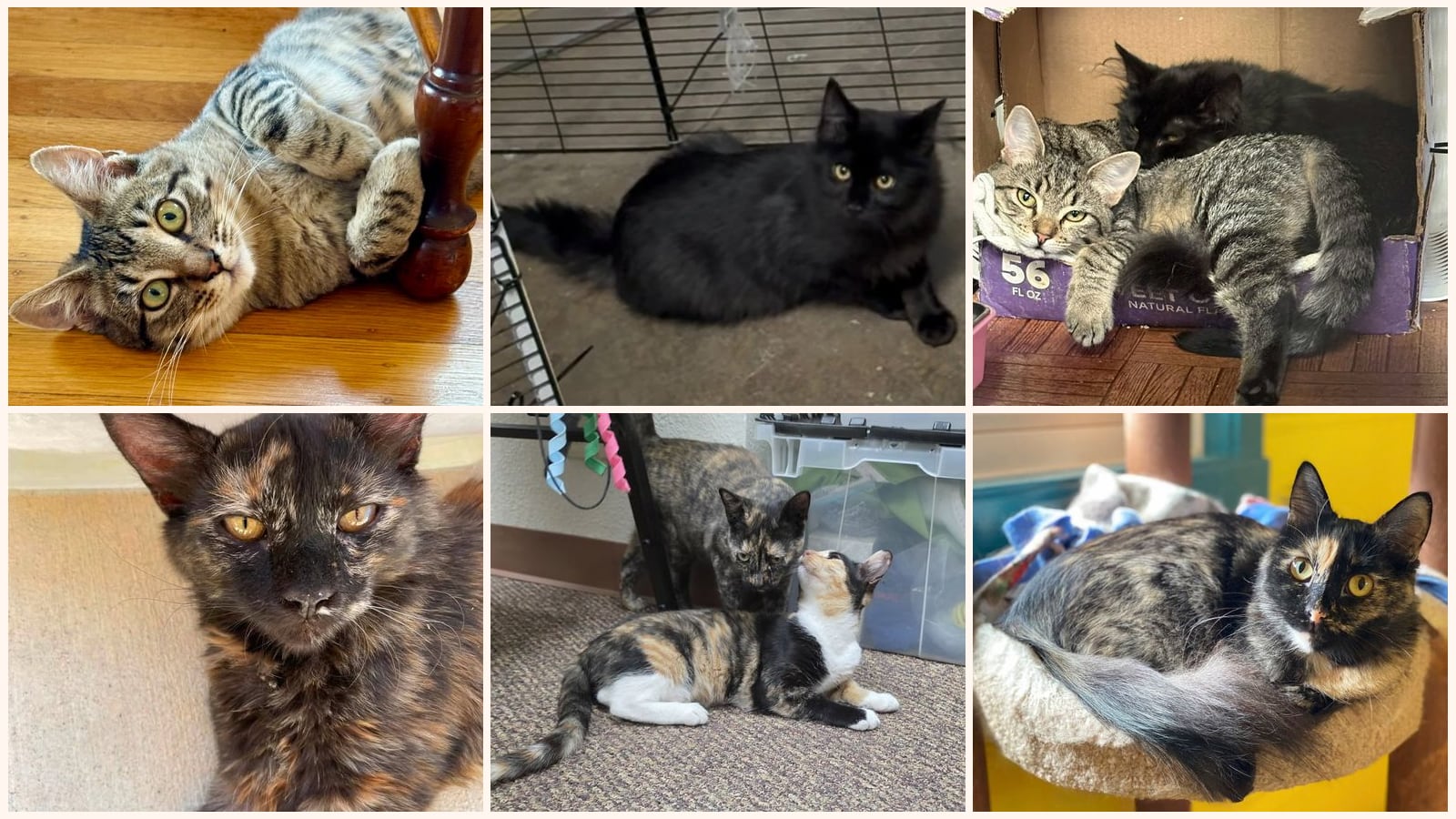 Cats up for adoption near Alameda County, CA